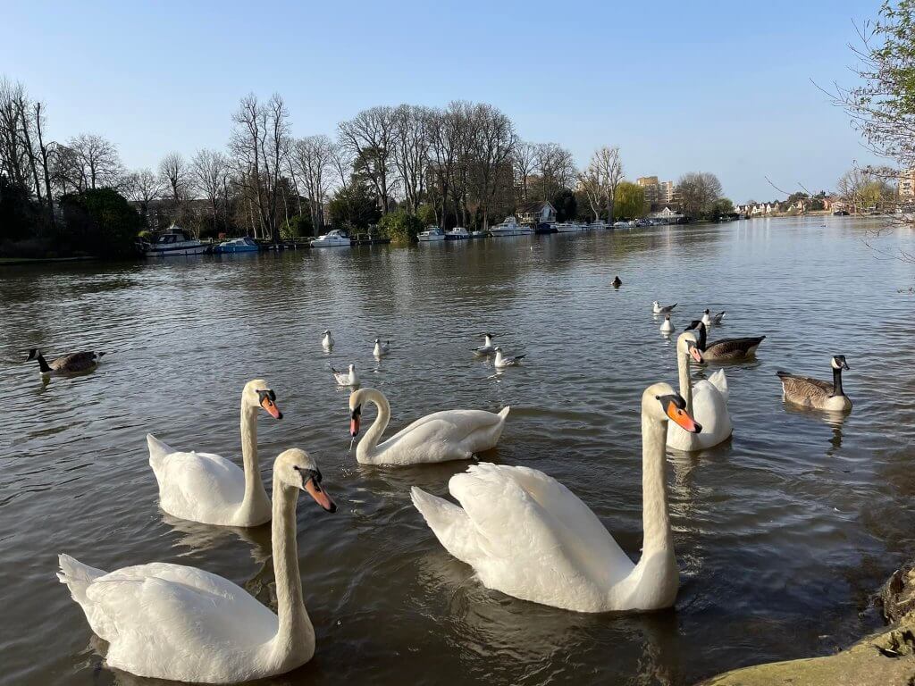 river-thames-2-3